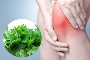 ngải cứu chữa đau khớp gối