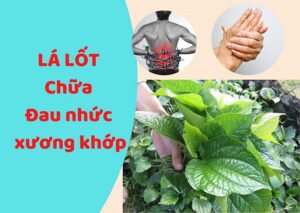 cách chữa đau xương khớp bằng lá lốt