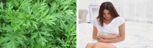 chữa rối loạn kinh nguyệt bằng ngải cứu