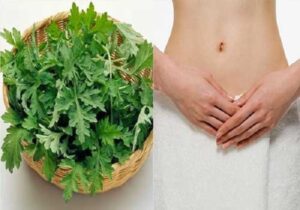 Tinh dầu ngải cứu làm giảm đau bụng kinh