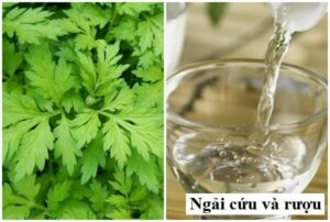 Rượu ngải cứu có tác dụng gì