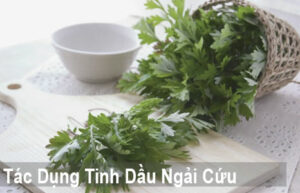 tinh dầu ngải cứu.