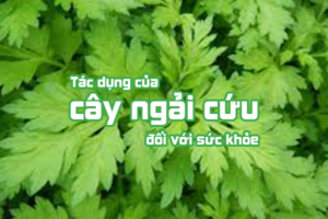 Những công dụng, lợi ích mà cây ngải cứu đem lại
