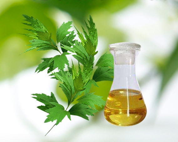 Tìm hiểu về tinh dầu ngải cứu